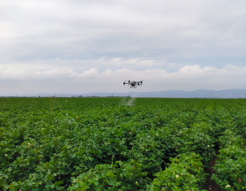 Проведены очередные работы по опрыскиванию хлопка от вредителей с помощью дронов.