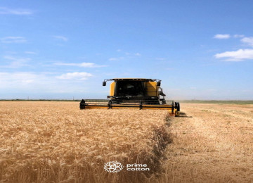 "Prime Cotton" bu il Beyləqanda taxıl yığımında rekord vurdu